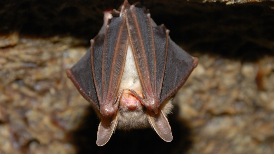 bat hanging upside down with wings covering face