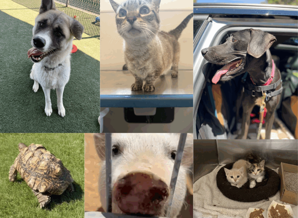 Various adoptable animals including dogs, cats, a turtle and a pig.