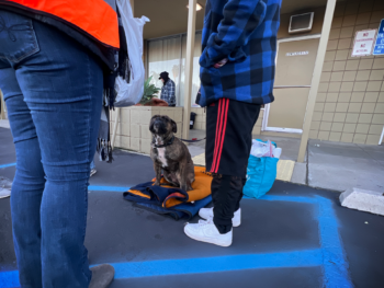 Dog looks up at volunteer