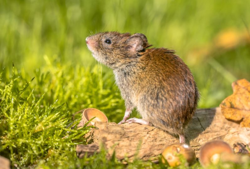 vole sitting on a log