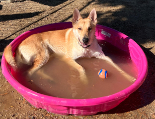 Siberian Husky German shepherd mix