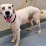 white dog