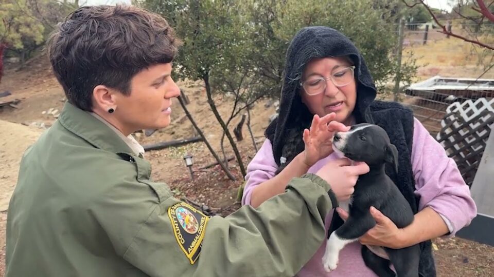 Lt. Harrington looks over a small dog that a women holds