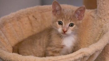 VIDEO: A Lifetime of Love: Fostering Kittens for More Than 40 Years