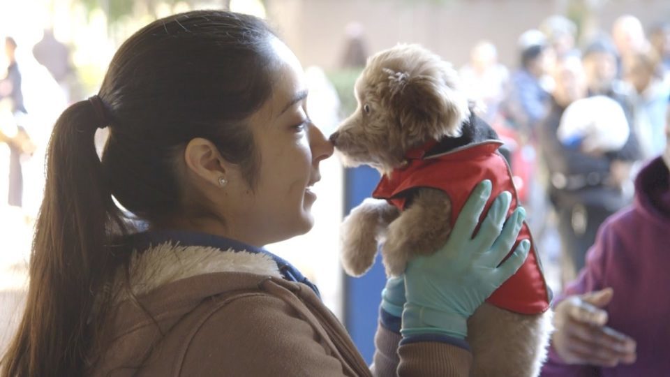 Animal Services Provides Free Care For Homeless Pets