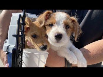 two dogs