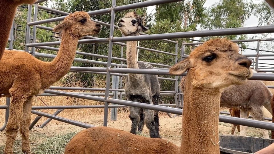 farm animals at the Bonita shelter