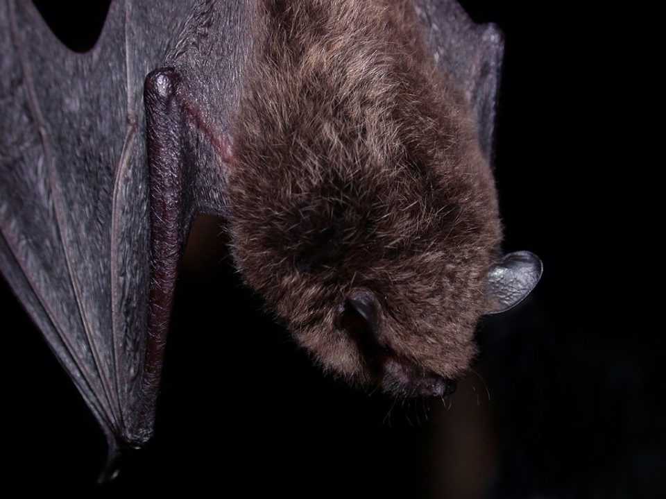 Bat on black background