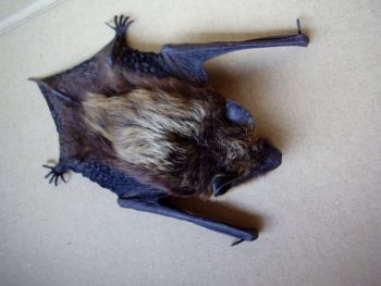 stock photo of bat