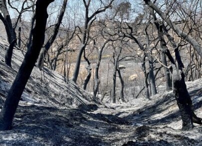 burned trees, scorched ground
