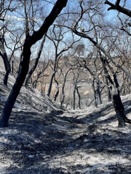 burned and blackened trees