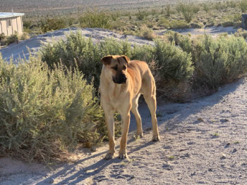 Bruno was captured at Agua Caliente County Park