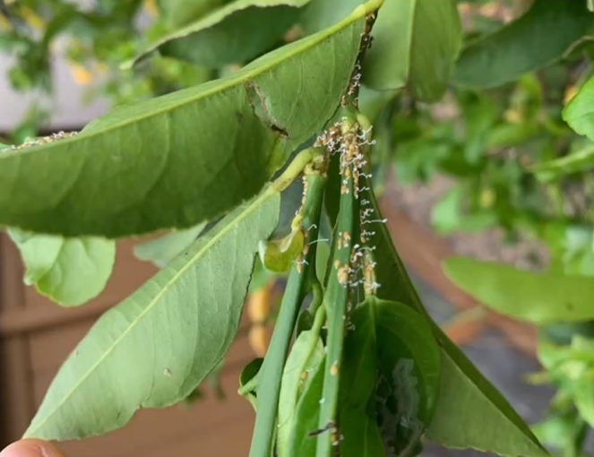 leaves with yellowing