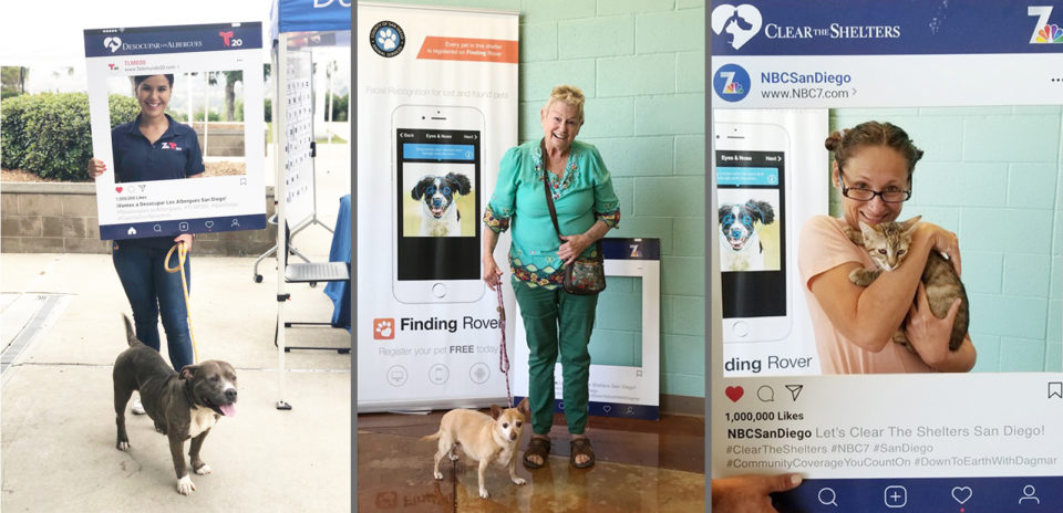 Two dogs and a cat with new owners
