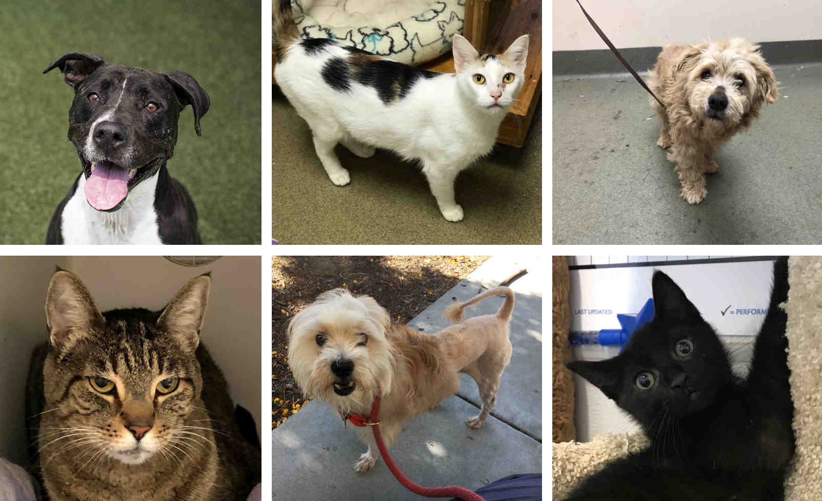 Three cats and three dogs that are available for adoption at the County Animal Shelter.
