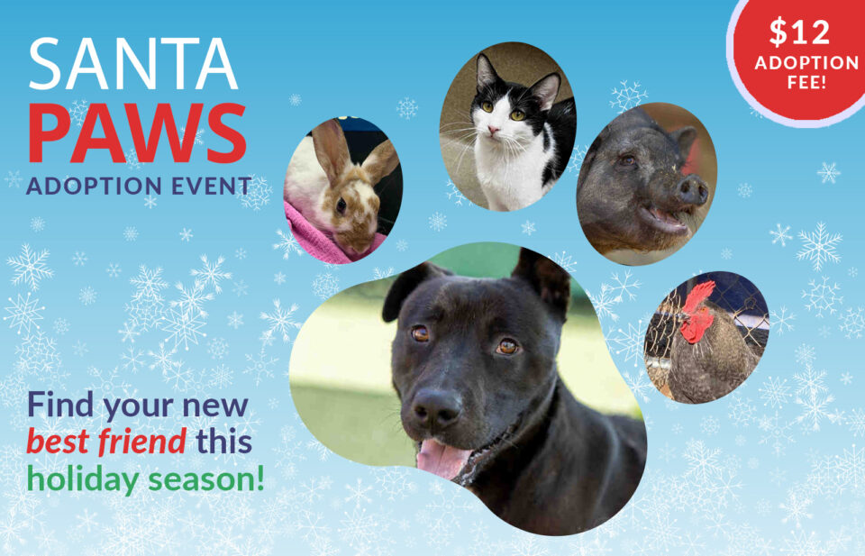 Photo of various animals available for adoption