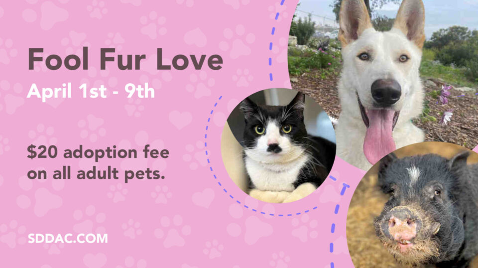 Dog, Cat, pig for adoption