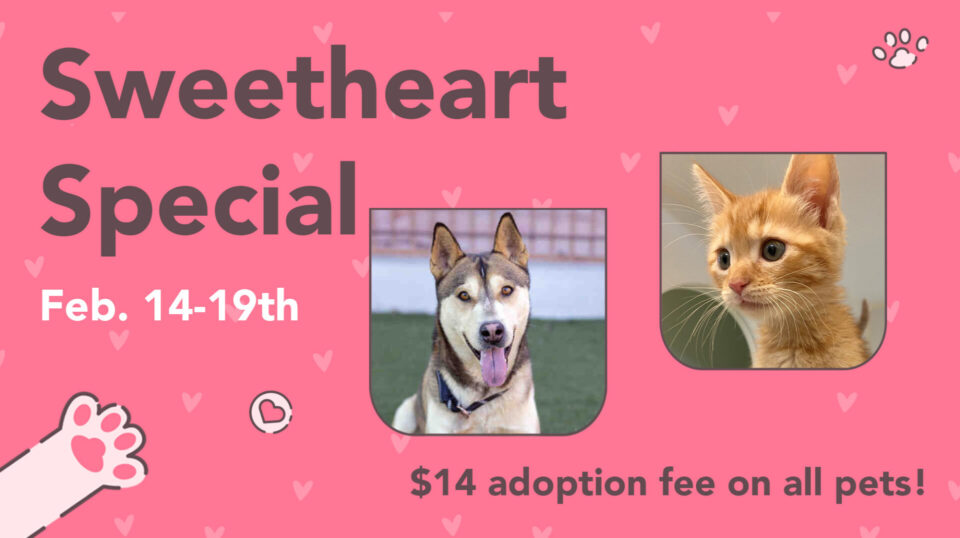 Husky dog and orange cat available