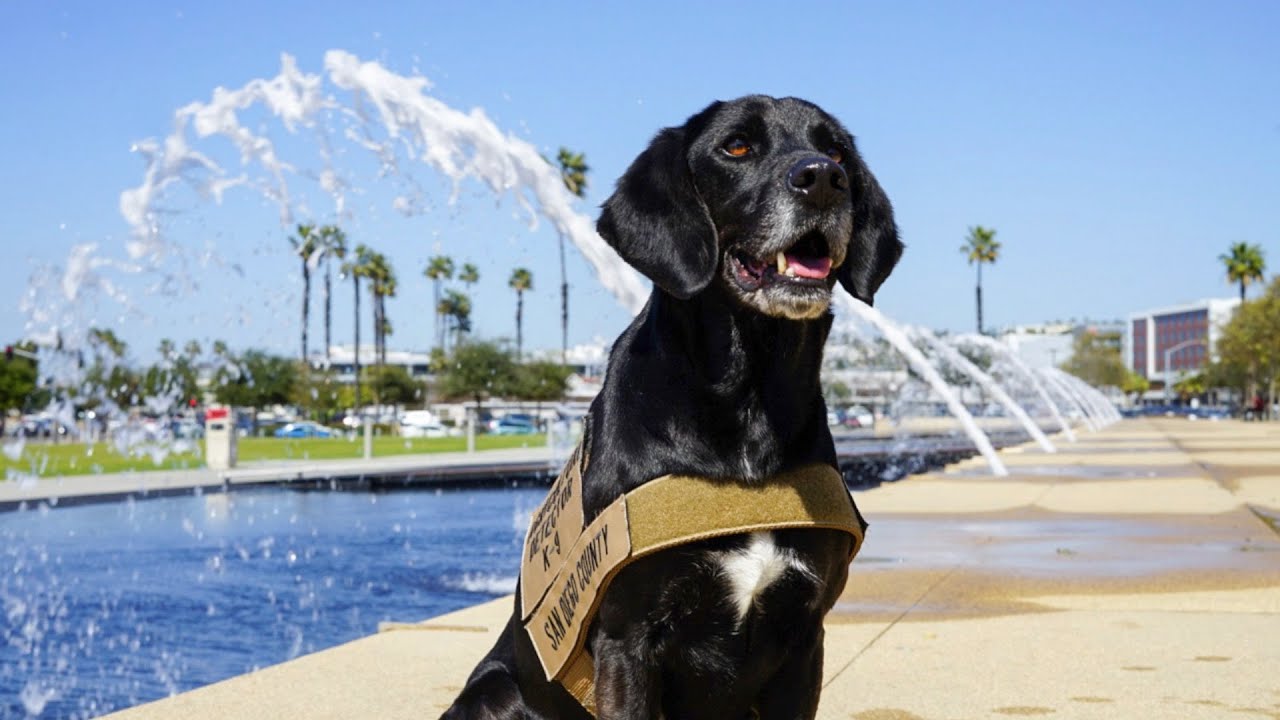 black dog stands in front of fountain