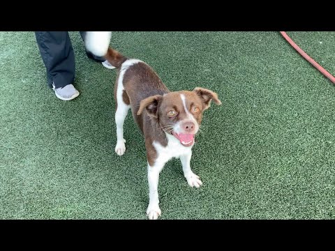 a brown and white dog