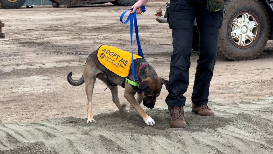 dog on lease digs into ground