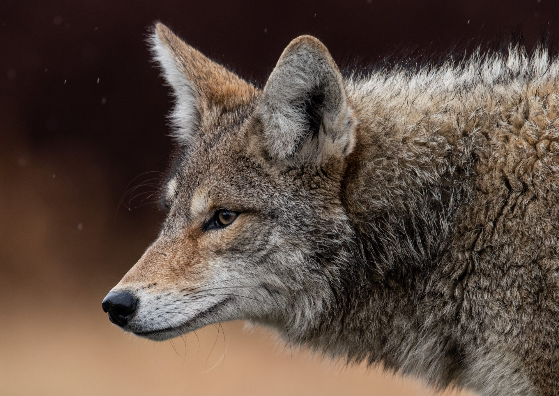 What to do if you see a coyote in your neighborhood – San Diego County News Center