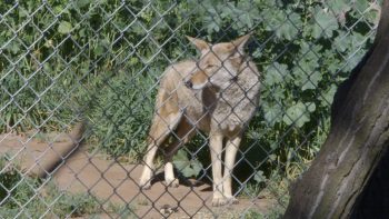 Coyotes: Villain or Vilified?