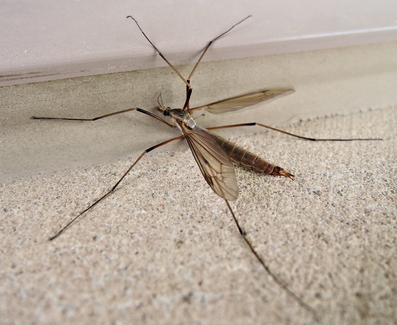 Giant Mosquito? Mosquito-Eater? Nope, Its a Crane Fly!