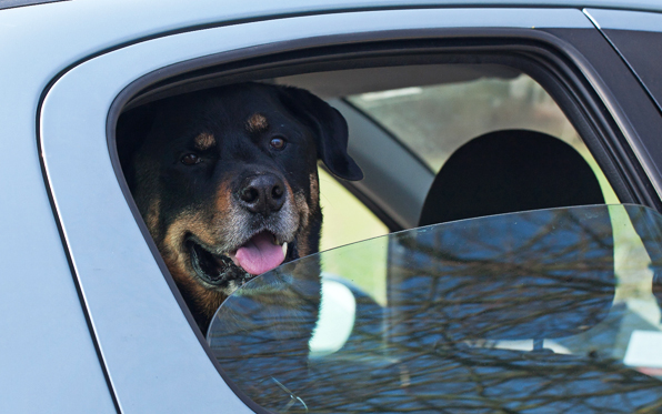A dog in a car with a window rolled down
