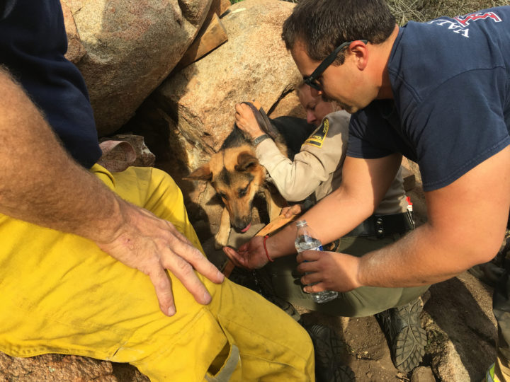 Dog rescued in Valley Center