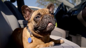 Dogs and Cars – A Dangerous Summer Mix