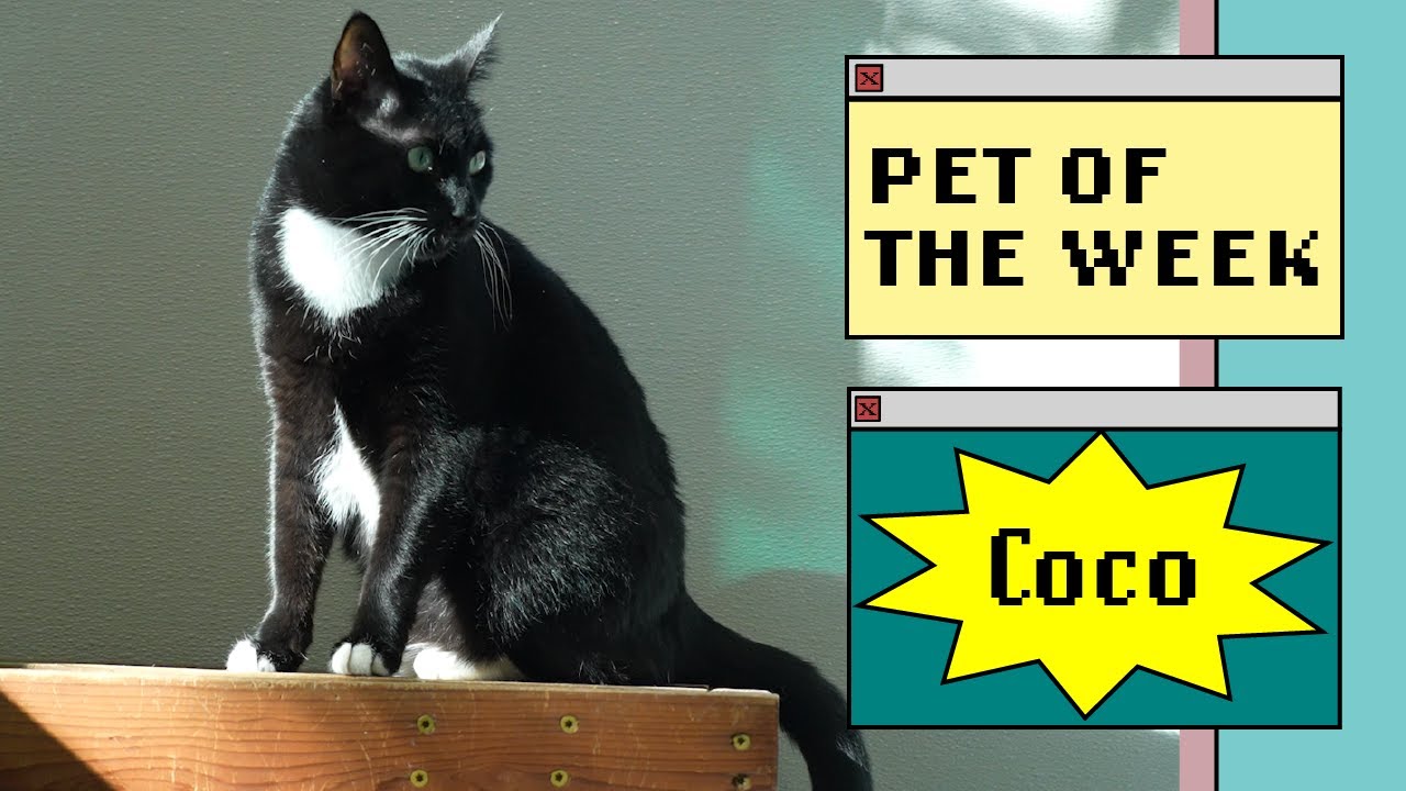 a black and white cat sits in the sunshine