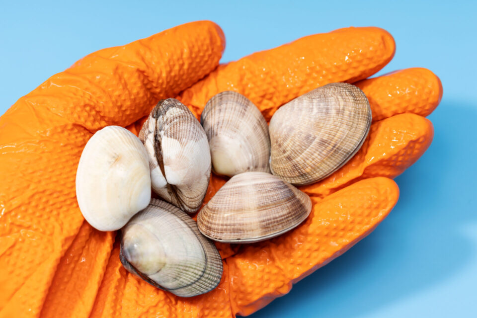Hand in yellow glove holding fresh clams
