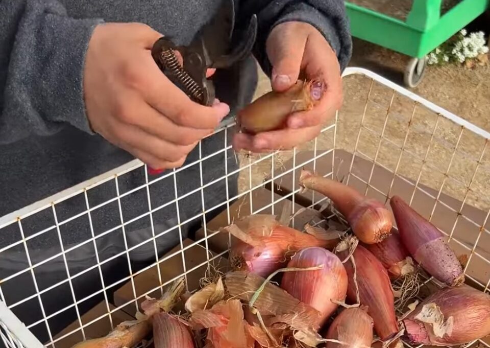 hands holding gardening clippers above a basket of vegetables