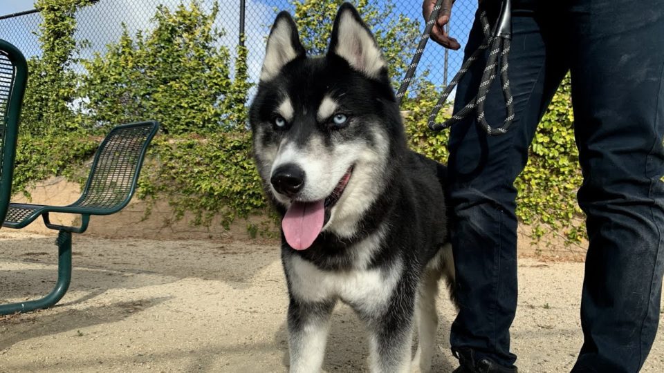 husky dog on leash