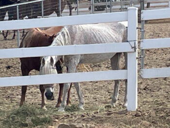 Horses Impounded from Local Ranch