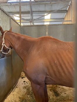 brown horse thin