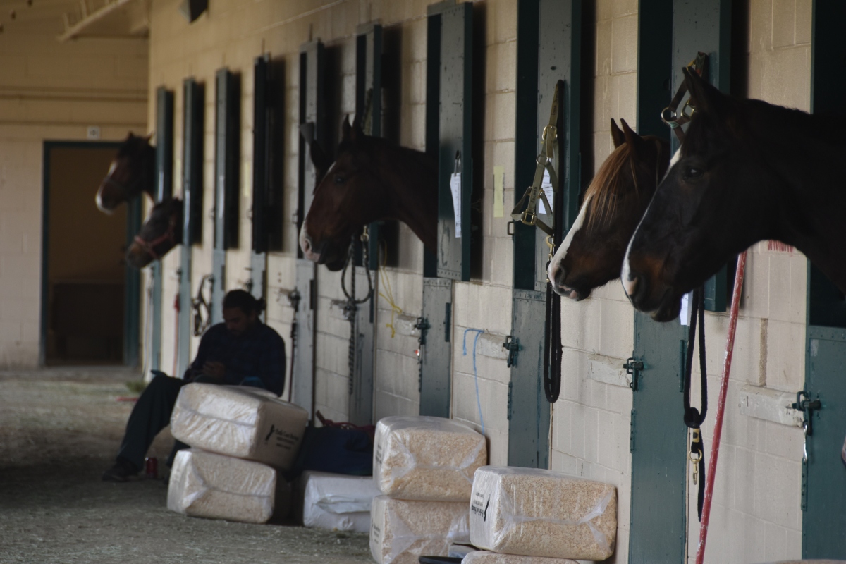 Horses at Del Mar Fairgrounds