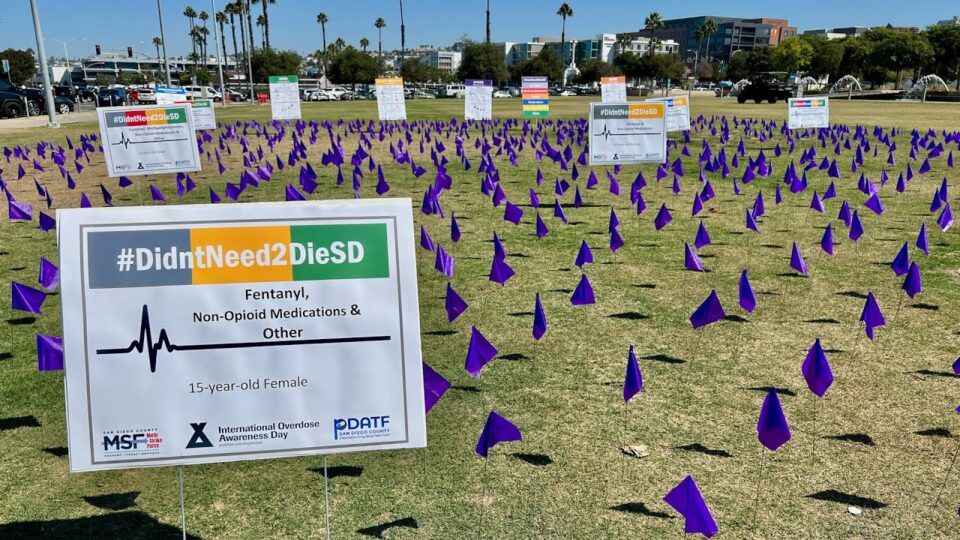a field of purple flags