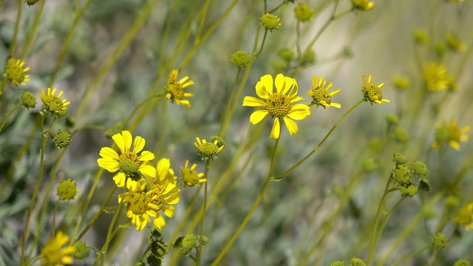 Wildflowers at Agua Caliente County Park