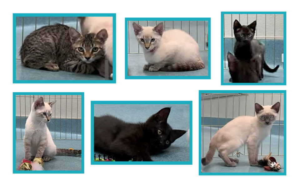 Six kittens available for adoption.