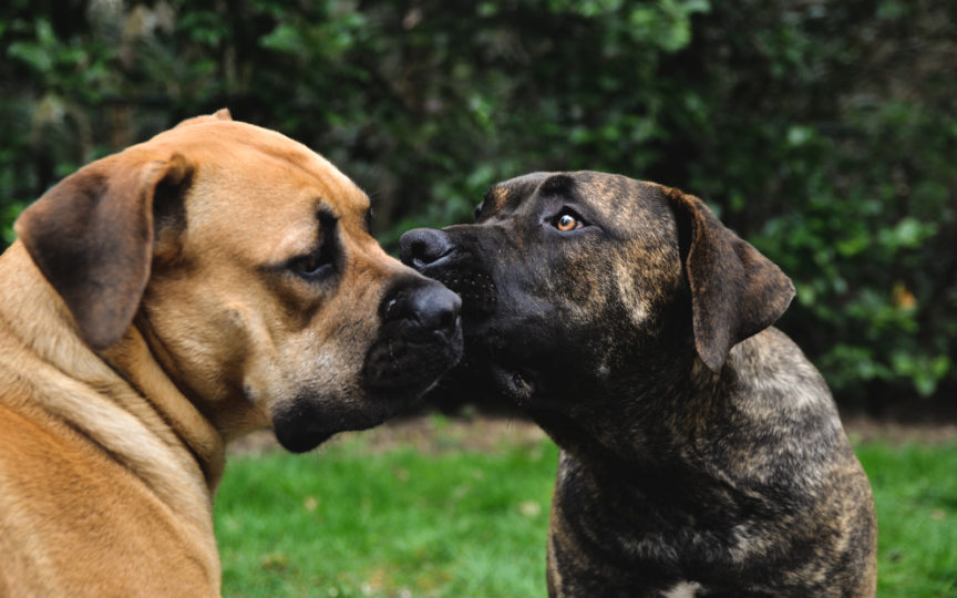 one dog licks the face of another