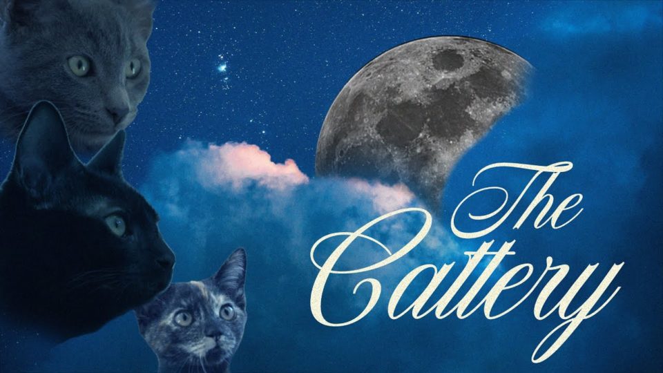 three cat faces on a graphic with the moon