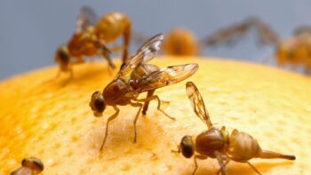 Mexican Fruit Fly Quarantine in Portion of San Diego County