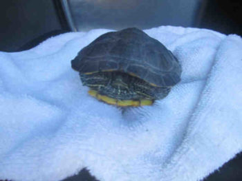 Michaelangelo, the turtle