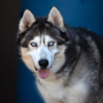 husky with blue eyes