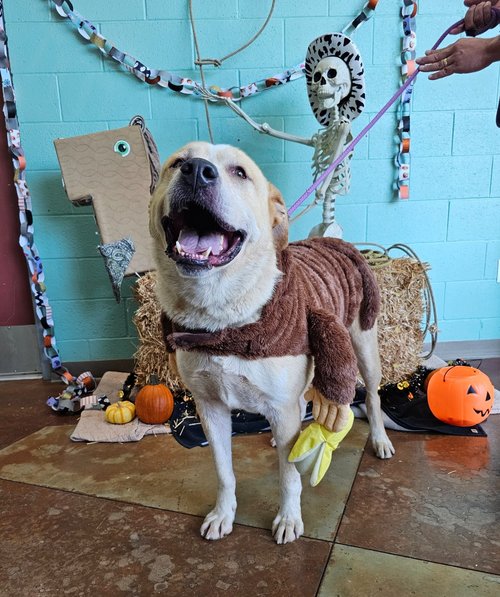 dog in costume