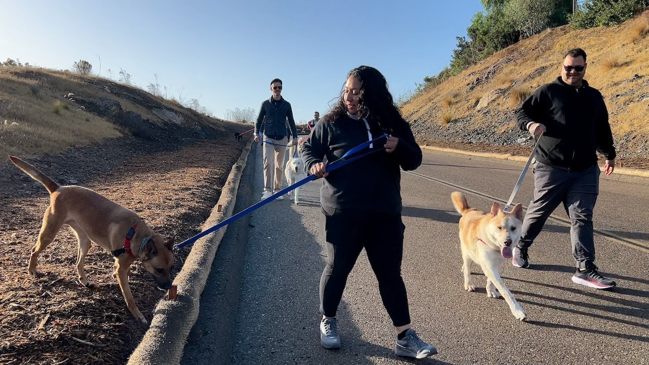 people walking dogs outside