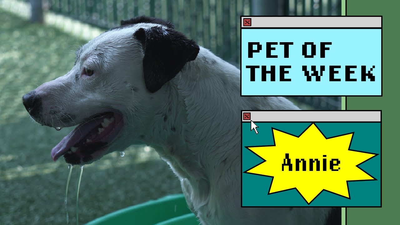 a dog in a yard
