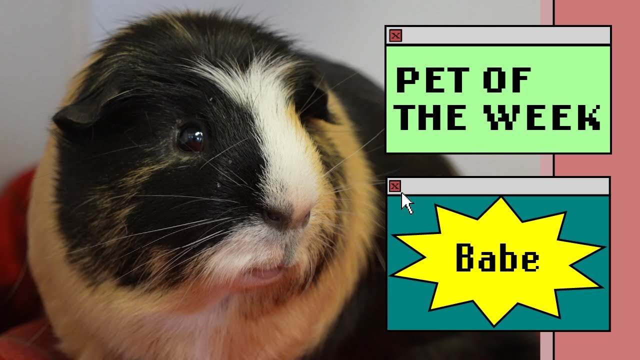 a tricolor guinea pig